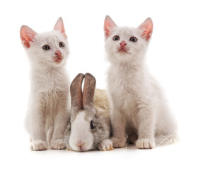 Two white cats and rabbit.