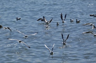 Gaviota,  aves marinas costeras.