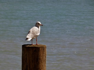 Gaviota,  aves marinas costeras.