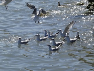 Gaviota,  aves marinas costeras.
