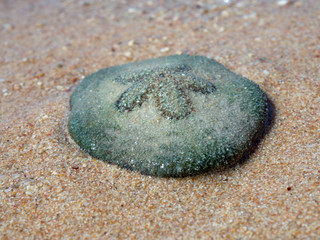 starfish stones on the beach