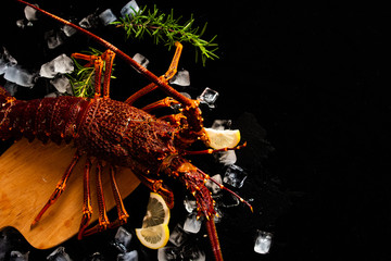 Whole red lobster with fresh veggies, slices of lemon and ice on black background. 