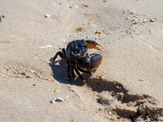 crab on the beach