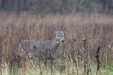 White-tailed deer.