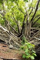 Banyan Tree von vorne