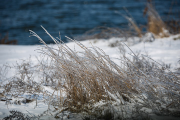 Plants in ice, winter, ice