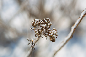 Plants in ice, winter, ice