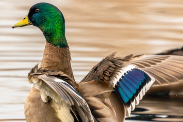Male Mallard