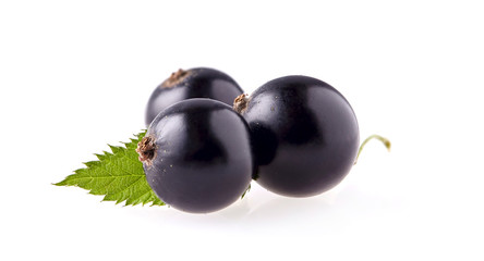 fresh  black currant berries photographed closeup isolated on a white background