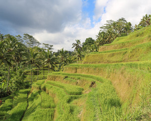Fototapeta na wymiar Terraced rice fields in Asia, Bali