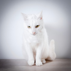 Obraz premium White cat sits on a gray, wooden table. On a white background.