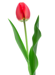 Obraz premium Red tulip closeup on white