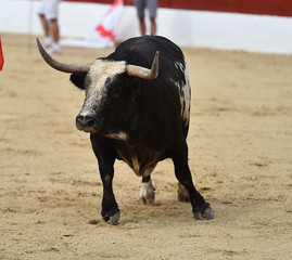 toro español corriendo en plaza de toros