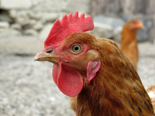 Brown chickens on the farm, selective focus. Domestic laying hens in the coop