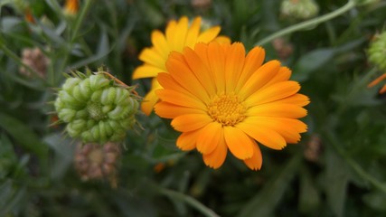 Orange flowers in the garden. Calendula 1