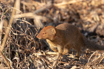 Slender mongoose hunting