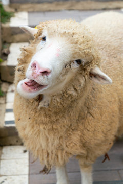 Funny cute sheep close up, farm animal