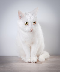 White cat sits on a gray, wooden table. On a white background.