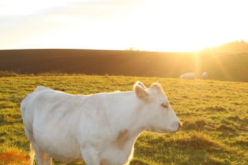 COW