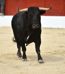 toro español corriendo en plaza de toros