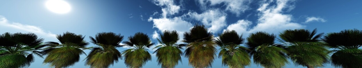 Fototapeta na wymiar Palm trees on a background of sky with clouds, a row of palm trees in a panorama, 