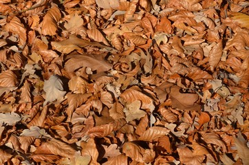 Buntes Herbstlaub am Waldboden - Hintergrund