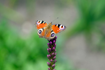 Agglais io butterfly on Liatris spicata purple flower in bloom, ornamental flowering plant