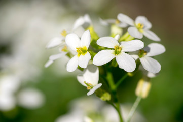 Arabis caucasica ornamental garden white flowers, mountain rock cress in bloom