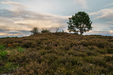 Besenheide Heidekraut blüht bei Sonnenuntergang in der Mehlinger Heidelandschaft