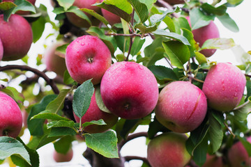 Close up of juicy McIntosh apples