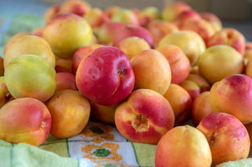 Fresh ripened apricots on kitchen towel in daylight, edible tasty fruits ripening in early summer