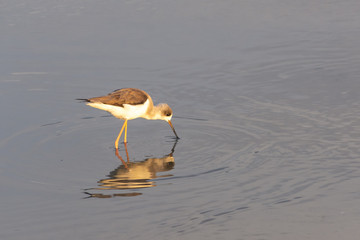 Juvenile Black Winged Stilt in search of food in the calm waters of Dubai, United Arab Emirates.