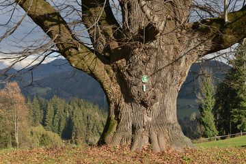 NATURDENKMAL . 400 Jahre alte Linde