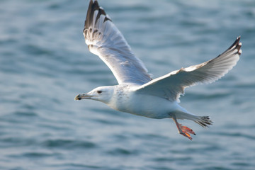 Fototapeta na wymiar Caspian gull flying above the blue ocean in the netherlands