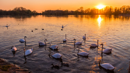Beautiful sunset with swans and reflections near Plattling - Bavaria - German