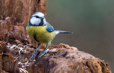 Cinciarella