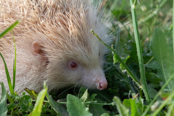 hérisson albinos