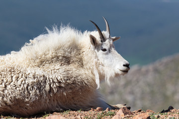 The Wildlife of Colorado Wild Mountain Goats of the Colorado Rocky Mountains.