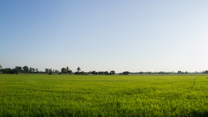 landscape with green field and blue sky