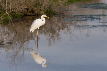 Great White Egret standing the the wetlands hunting and looking for food. 