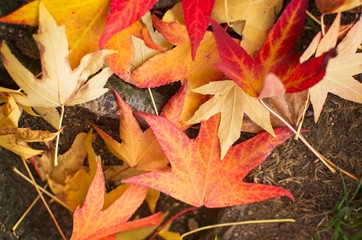 Atumn leaves at Plaza da Cítara, Pontevedra