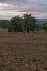 Fototapeta premium Besenheide Heidekraut blüht bei Sonnenuntergang in der Mehlinger Heidelandschaft