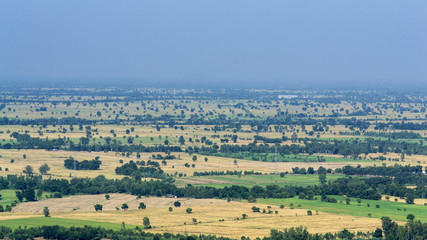 rural landscape with wheat field and blue sky