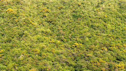 background of green leaves