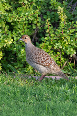 Grey Francolin (quail like bird) walks along the bushes looking for food in Dubai, United Arab Emirates. 