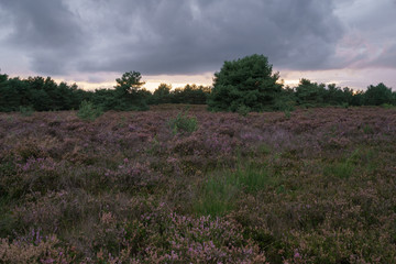 Fototapeta na wymiar Besenheide Heidekraut blüht bei Sonnenuntergang in der Mehlinger Heidelandschaft