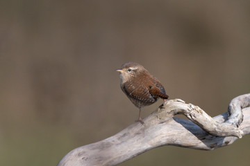 Zaunkönig