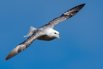 Fulmar