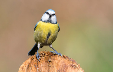 Obraz premium Cinciarella