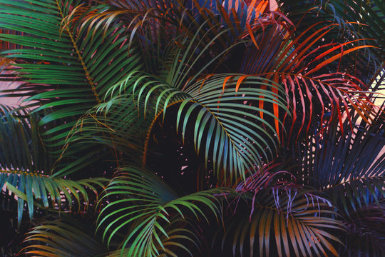 palm leaves, colorful